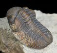 Small Phacops Trilobite From Foum Zguid #5753-1